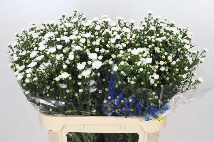 <h4>Aster Pretty Wendy</h4>