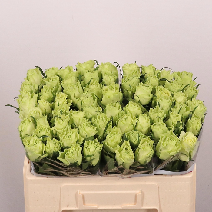 <h4>R GR CAMOUFLAGE!</h4>