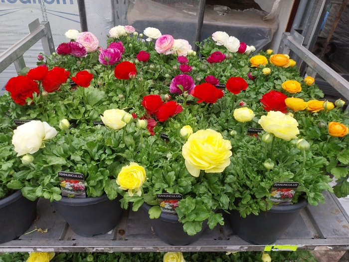 RANUN VORTEX ELI GEM