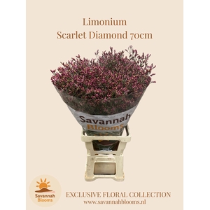 Limonium sinense Scarlet Diamond