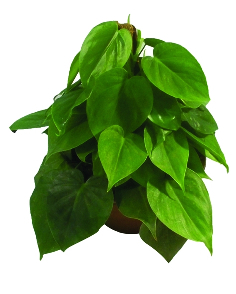 <h4>PHILODENDRON SCANDENS C21</h4>