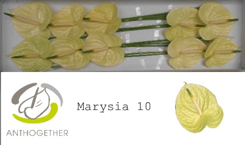<h4>ANTH A MARYSIA 10</h4>