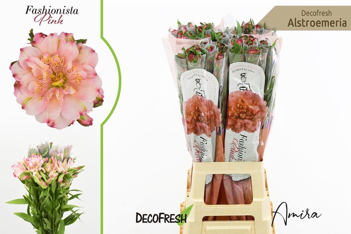 <h4>Fashionista Pink Alstro</h4>