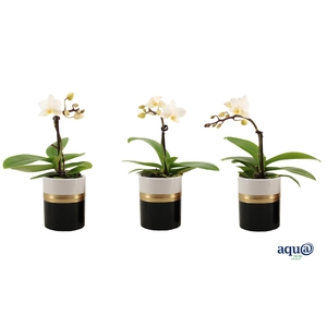 Dolomite Horizon Black Tiny Dolls Wit 1T7+ Aqu@