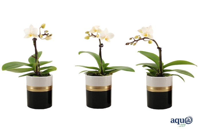 <h4>Dolomite Horizon Black Tiny Dolls Wit 1T7+ Aqu@</h4>