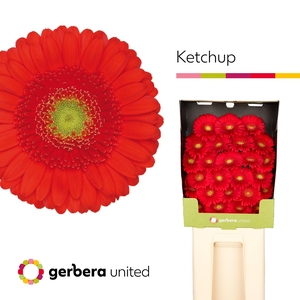 Germini Ketchup Diamond