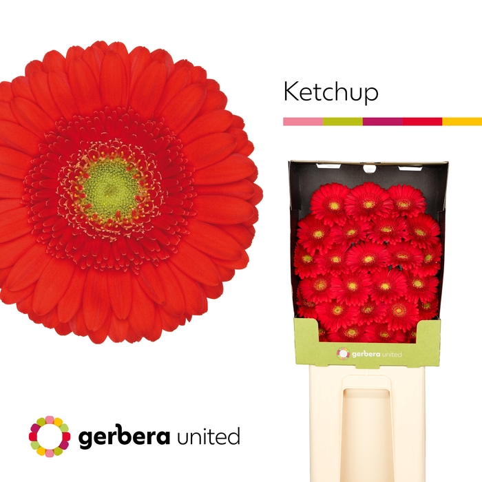 <h4>Germini Ketchup Diamond</h4>