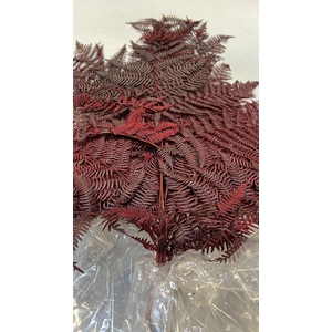 GESTABILISEERD VAREN BORDEAUX