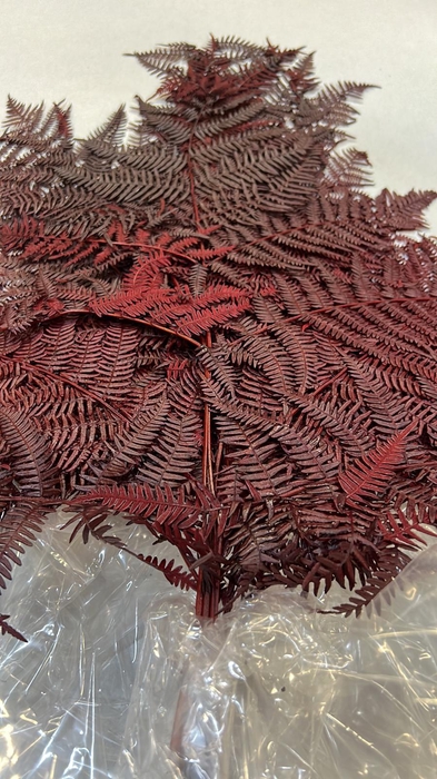 <h4>GESTABILISEERD VAREN BORDEAUX</h4>