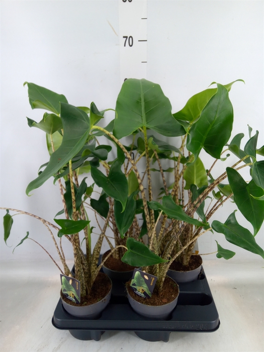 <h4>Alocasia zebrina 'Siberian Tiger'</h4>