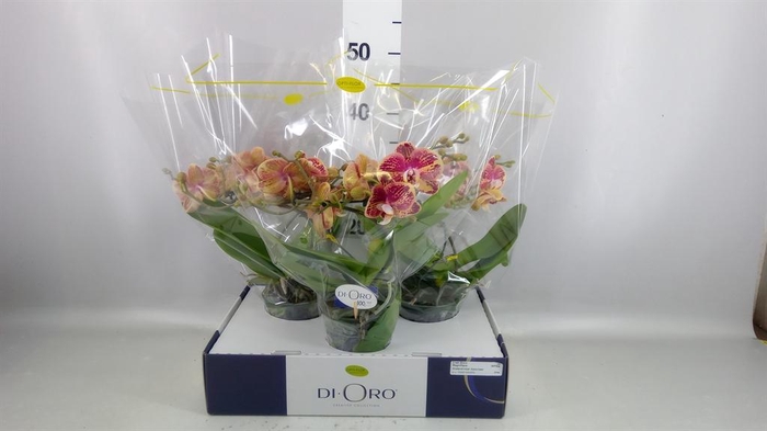 <h4>Phalaenopsis   ...</h4>