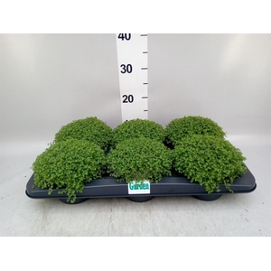 Soleirolia soleirolii