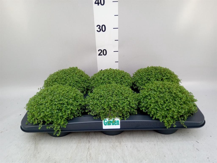 <h4>Soleirolia soleirolii</h4>