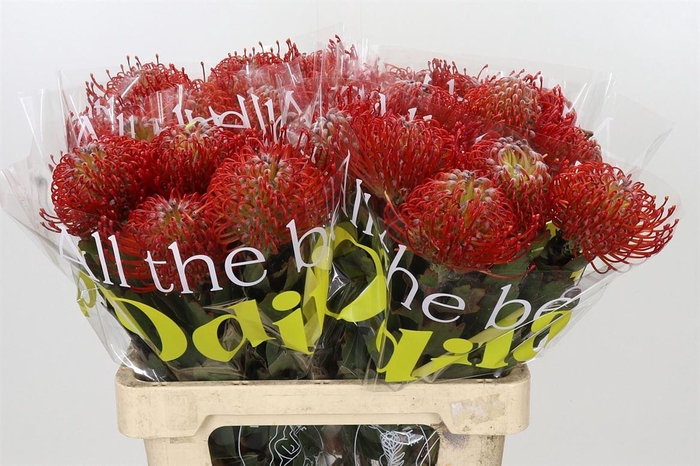 <h4>Leuco Ayoba Red</h4>