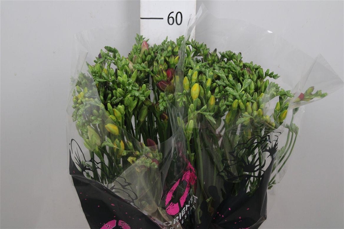 Fr Du Gemengd 18gr (op Kleur!)