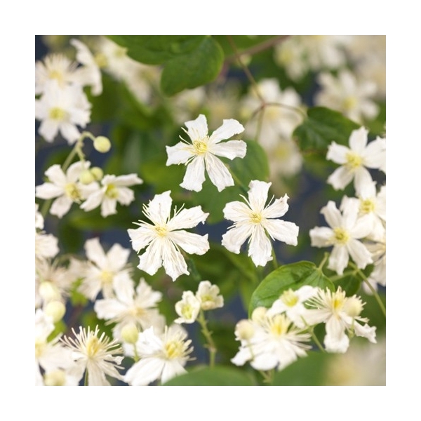 <h4>Clematis 'Paul Farges' +Long & strong label</h4>