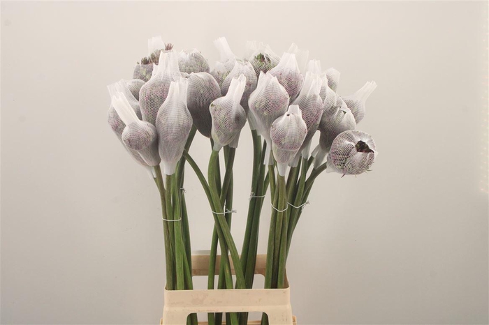 <h4>Allium Mercurius</h4>
