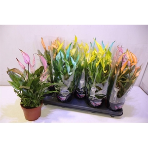 arr8 Spath Bellini Rainbow