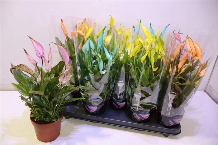 <h4>Spath Bellini Rainbow</h4>