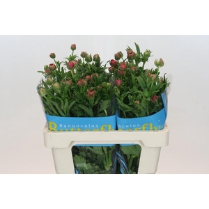 Ranunculus Butterfly Musa