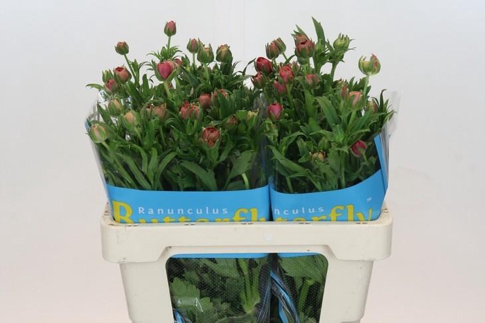 <h4>Ranunculus Butterfly Musa</h4>