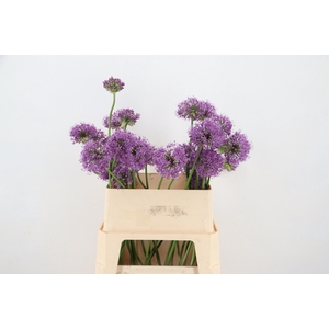 ALLIUM GLADIATOR ARTISTIC 060CM