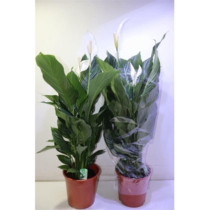 arr8 Spath Sweet Silvana