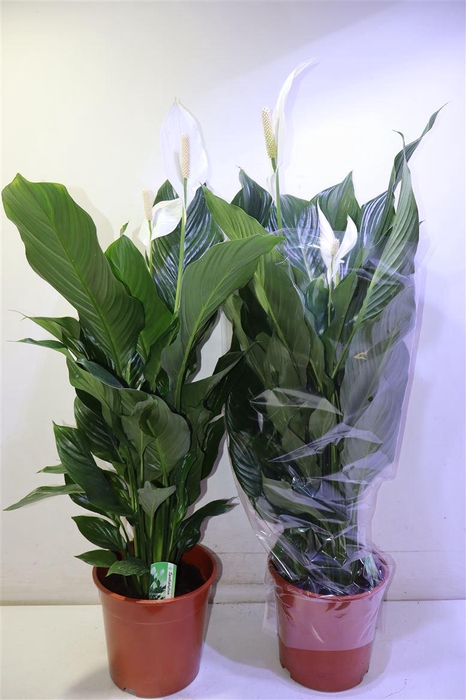 <h4>arr8 Spath Sweet Silvana</h4>