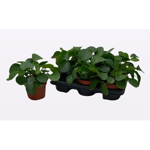 PILEA PEPEROMIOIDES