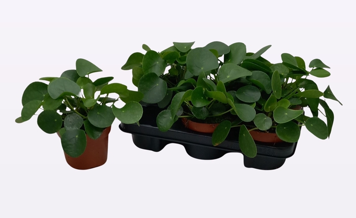 <h4>PILEA PEPEROMIOIDES</h4>