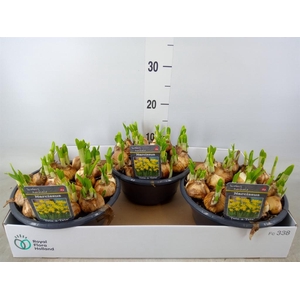 Narcissus  'Tete a tete'