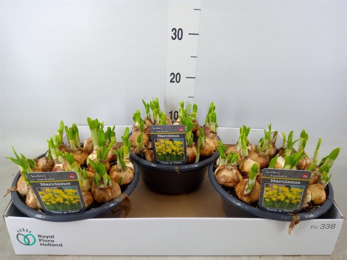 <h4>Narcissus  'Tete a tete'</h4>