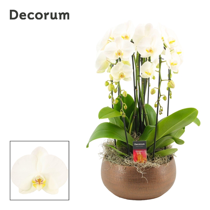 <h4>Terra cascade 6 tak symphony white (Deco-collection)</h4>
