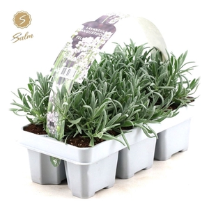 Lavandula ang. 'White' 6-Pack