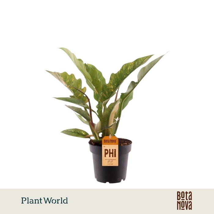 <h4>Philodendron narrow 'Ring of Fire'</h4>