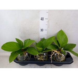 Anthurium crass. 'Karma Birdnest'