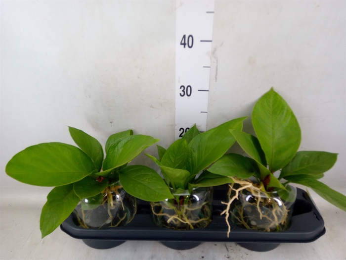 <h4>Anthurium crass. 'Karma Birdnest'</h4>