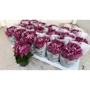 CHRYS COSMO PURPLE