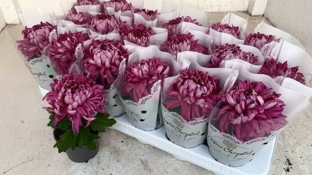 <h4>CHRYS COSMO PURPLE</h4>