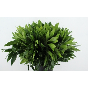 COCCULUS LAURIFOLIUS