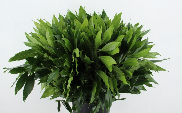 <h4>COCCULUS LAURIFOLIUS</h4>