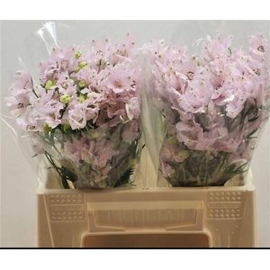 DELPH EN ENERGY PINK