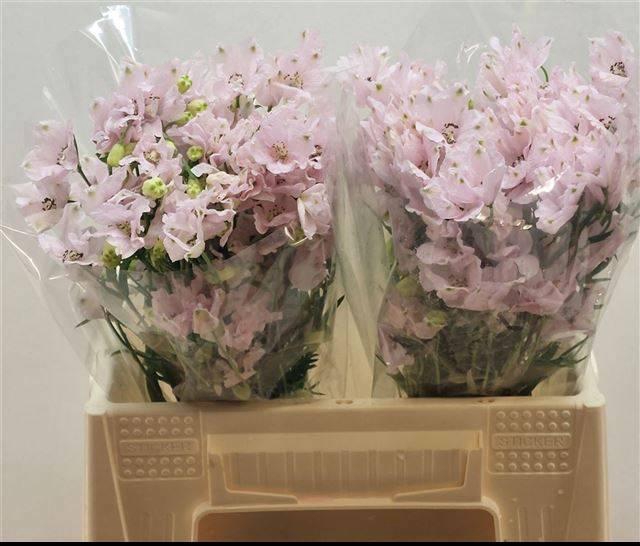 <h4>DELPH EN ENERGY PINK</h4>