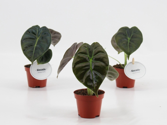<h4>Alocasia</h4>