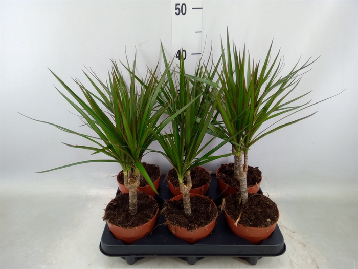 <h4>Dracaena marg.</h4>