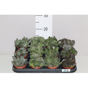 Adromischus Gemengd
