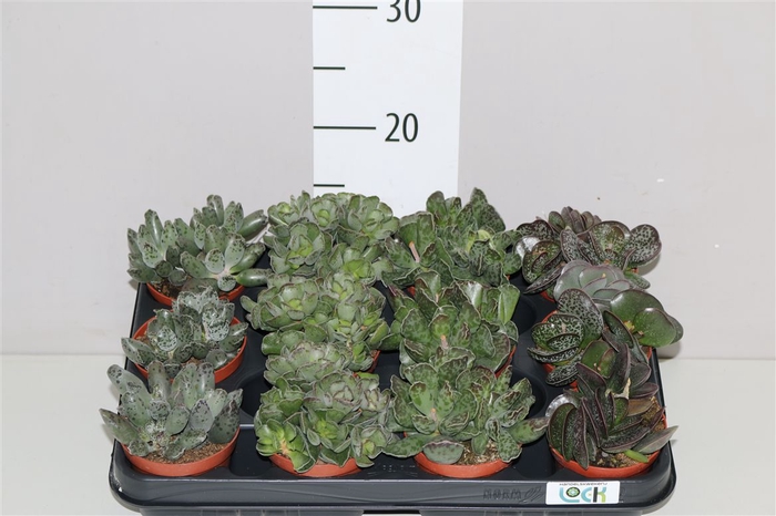 <h4>Adromischus Gemengd</h4>