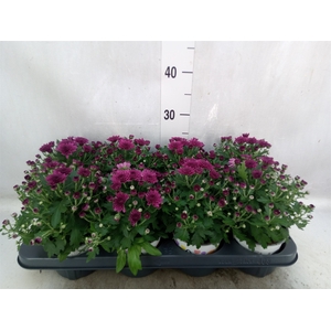 Chrysanthemum  'GardM Dbl Purple'