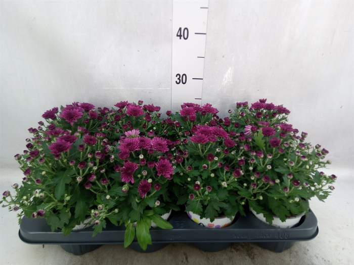 <h4>Chrysanthemum  'GardM Dbl Purple'</h4>