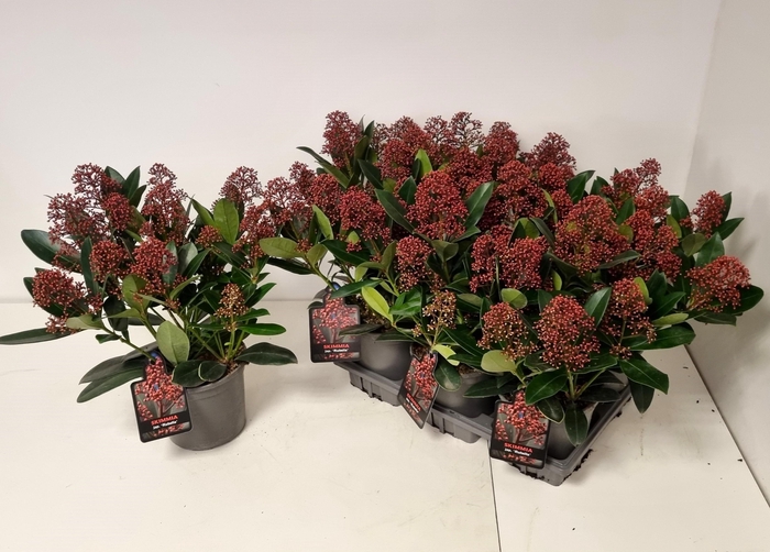 <h4>SKIM J RUBELLA</h4>